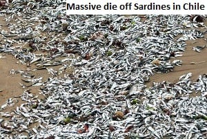 sardine chile