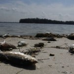 Gulf Coast: More Contaminated Water And Fish Kills
