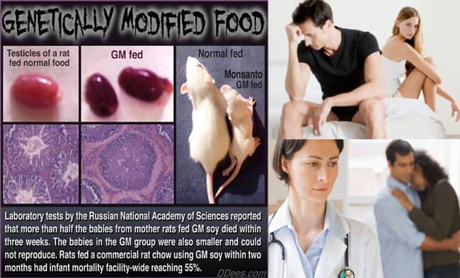 Infertility-GMO-foods