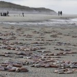 100s of Millions of Animals Have Died Recently Along West Coast — Worst Mortality Event Ever Known —