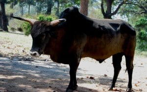 Indian_Aurochs_B_p_namadicus_3