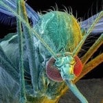 Understanding the Zika Virus Hoax – More Fake News